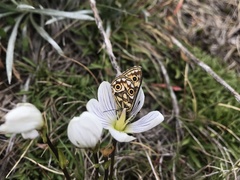 Gentianella muelleriana