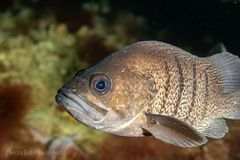 Acanthistius patachonicus