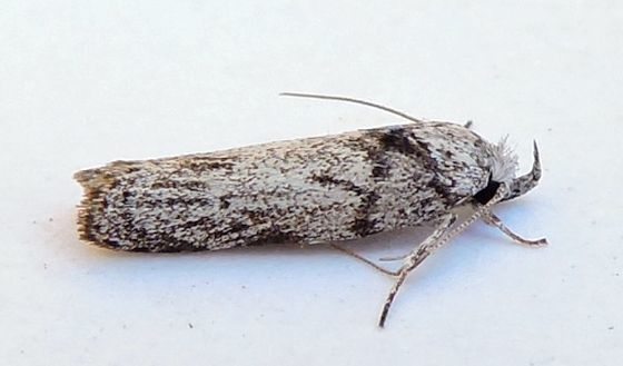 Menestomorpha oblongata