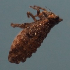 Megophthalminae