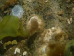 Chelonibia testudinaria