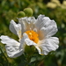 Hairy Matilija Poppy - Photo (c) Cindy Howland-Hodson, some rights reserved (CC BY-NC), uploaded by Cindy Howland-Hodson