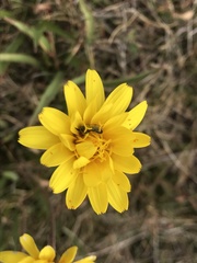 Microseris lanceolata