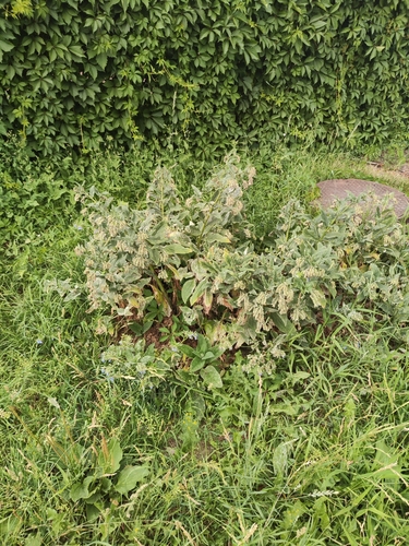 Symphytum caucasicum
