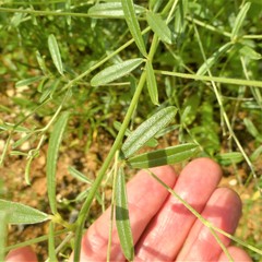 Pediomelum linearifolium