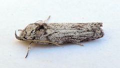 Menestomorpha oblongata