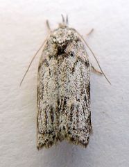 Menestomorpha oblongata