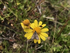 Senecio pinnatifolius alpinus