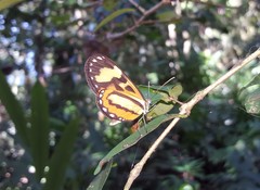 Hypothyris euclea laphria