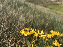 Senecio pinnatifolius alpinus