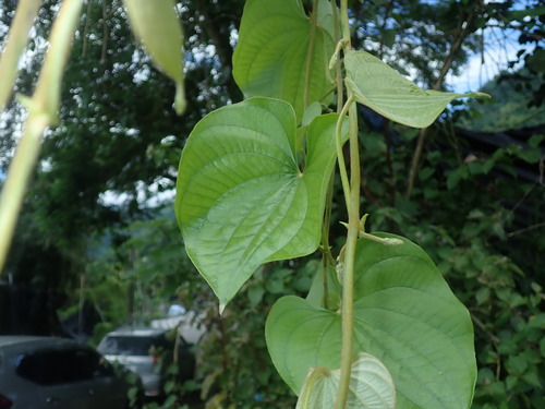 Dioscorea esculenta observed 2024-06-29