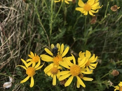 Senecio pinnatifolius alpinus