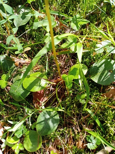Image of Pyrola media by (c) Анна, some rights reserved (CC BY)