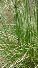 Eriophorum vaginatum