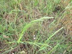 Limnodea arkansana