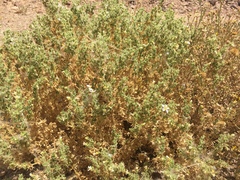 Fagonia mollis
