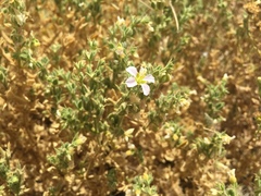 Fagonia mollis