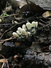 Xylaria cornu-damae