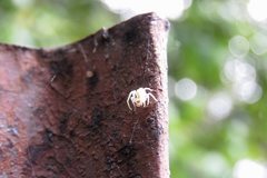 Thomisus spectabilis