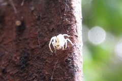 Thomisus spectabilis