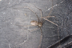 Pholcus phalangioides