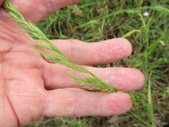Limnodea arkansana
