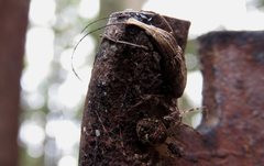 Ancylotropis waterhousei