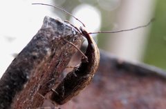 Ancylotropis waterhousei