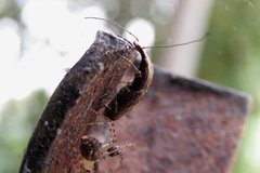 Ancylotropis waterhousei