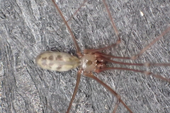 Pholcus phalangioides