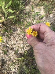 Tetraneuris linearifolia