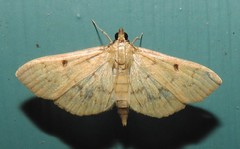 Herpetogramma fluctuosalis