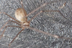 Pholcus phalangioides