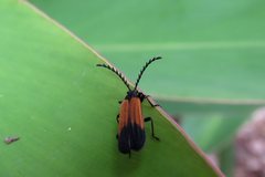Morpholycus apicalis