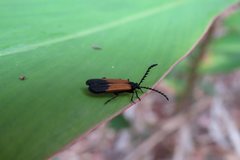 Morpholycus apicalis