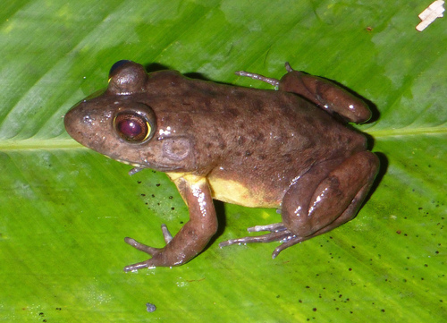 Masako Frog (Aubria masako) — Least Concern Amphibia