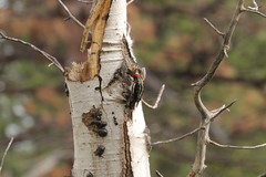 Sphyrapicus ruber × nuchalis