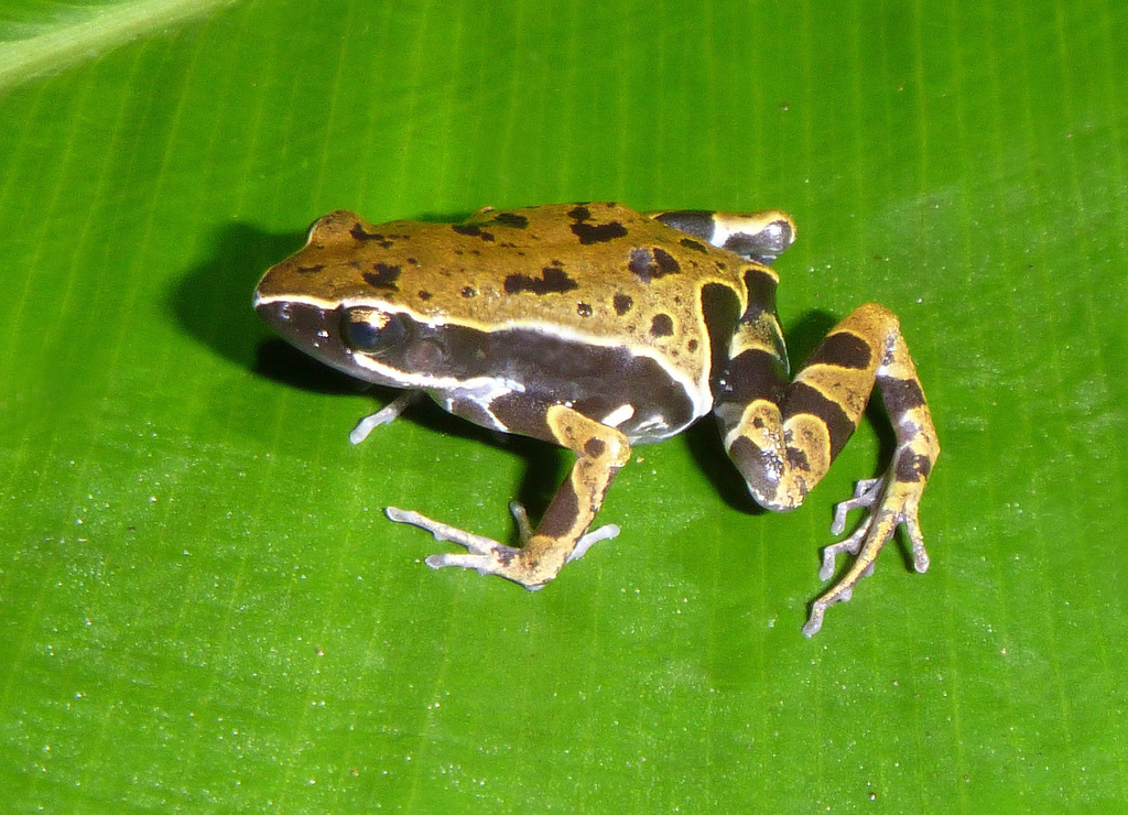 Ongot Long-Fingered Frog