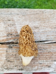 Morchella americana