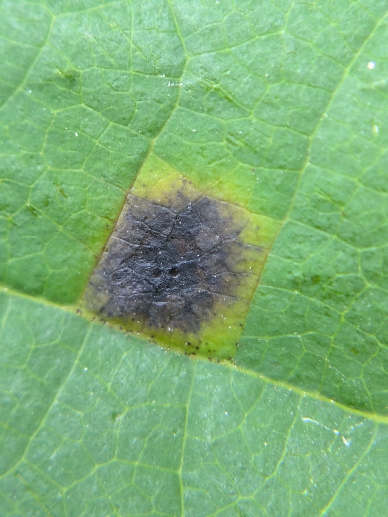 Mycocentrospora asiminae