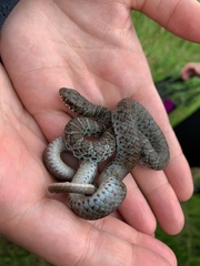 Coluber constrictor foxii