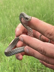 Coluber constrictor foxii