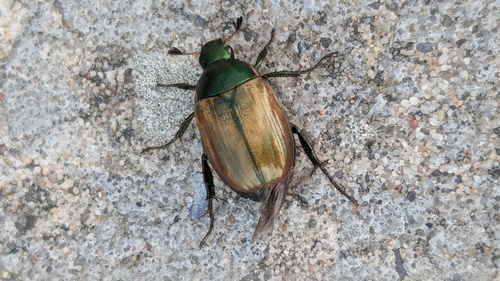 Dune Chafer, Katwijk aan Zee, Nederland, photo 6 of 10