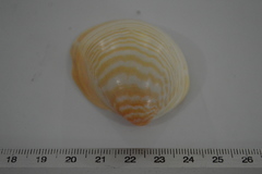 Laevicardium serratum