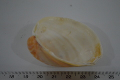 Laevicardium serratum