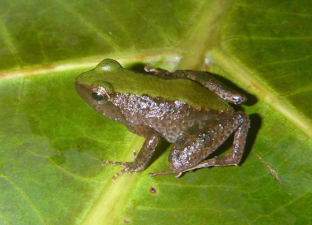 Phrynobatrachus hylaios