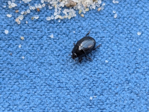 Hypocaccus rugifrons