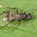 Priocnemis germana - Photo (c) skitterbug,  זכויות יוצרים חלקיות (CC BY), הועלה על ידי skitterbug