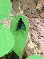 Chrysopilus velutinus