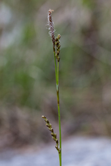 Carex pediformis macroura